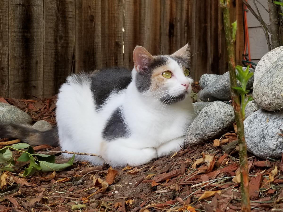 Image of Cali, Lost Cat