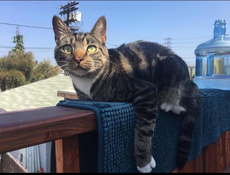 Image of Bullet, Lost Cat