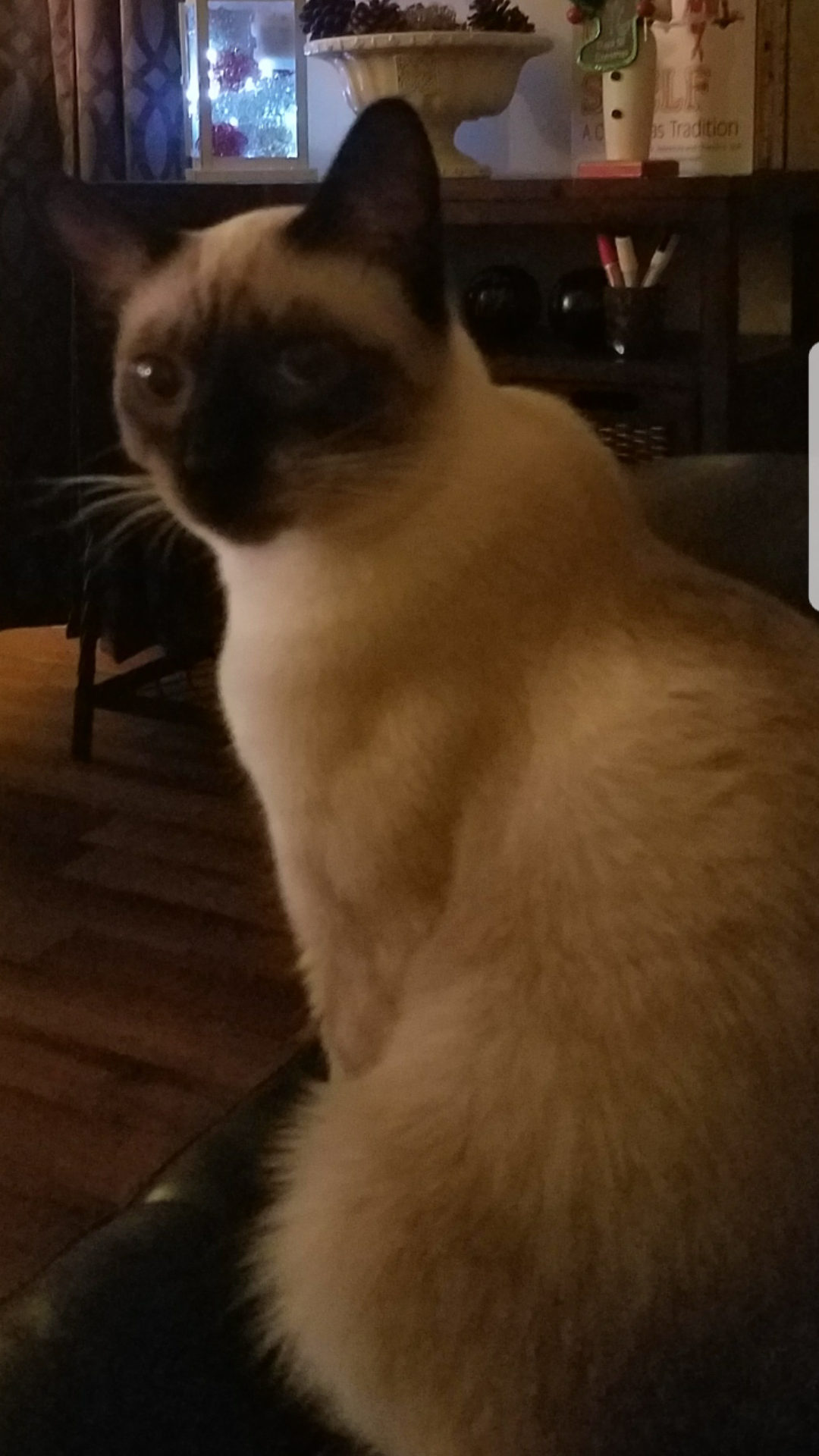Image of Bo, Lost Cat