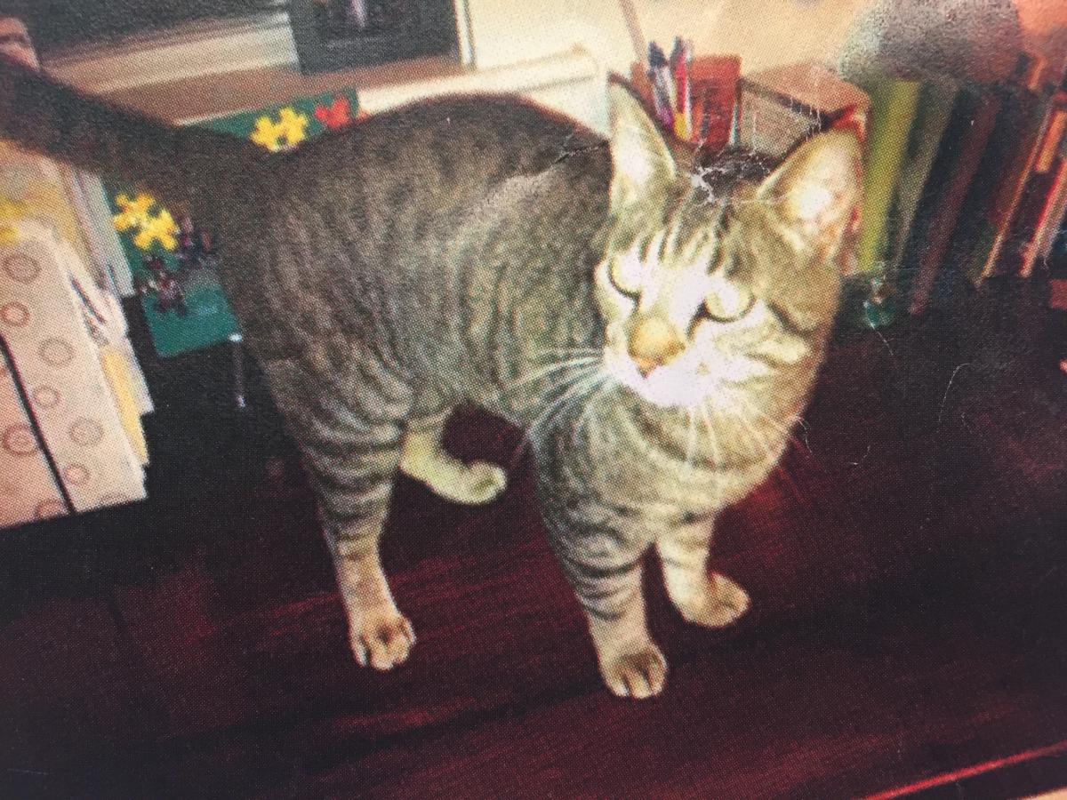 Image of Ollie, Lost Cat