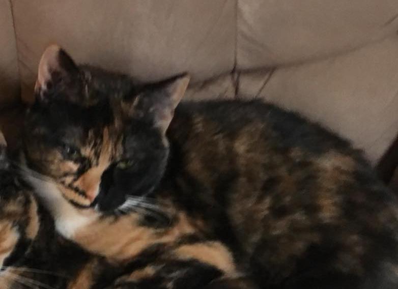 Image of minnie, Lost Cat