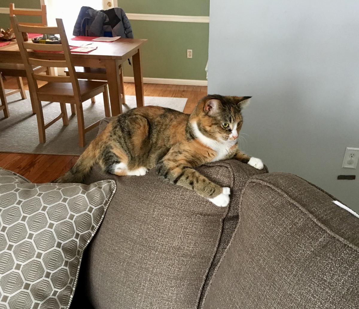 Image of Penny Lane, Lost Cat