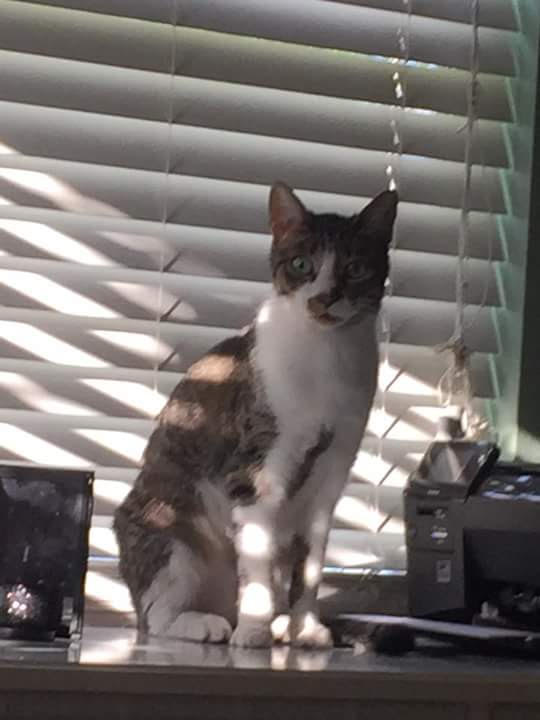 Image of Cricket, Lost Cat
