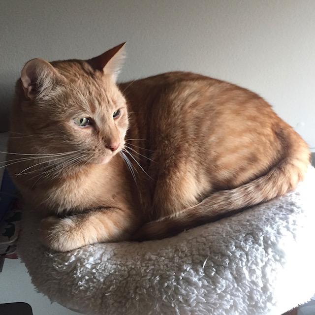 Image of Beaker, Lost Cat