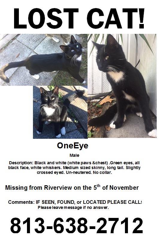Image of OneEye, Lost Cat