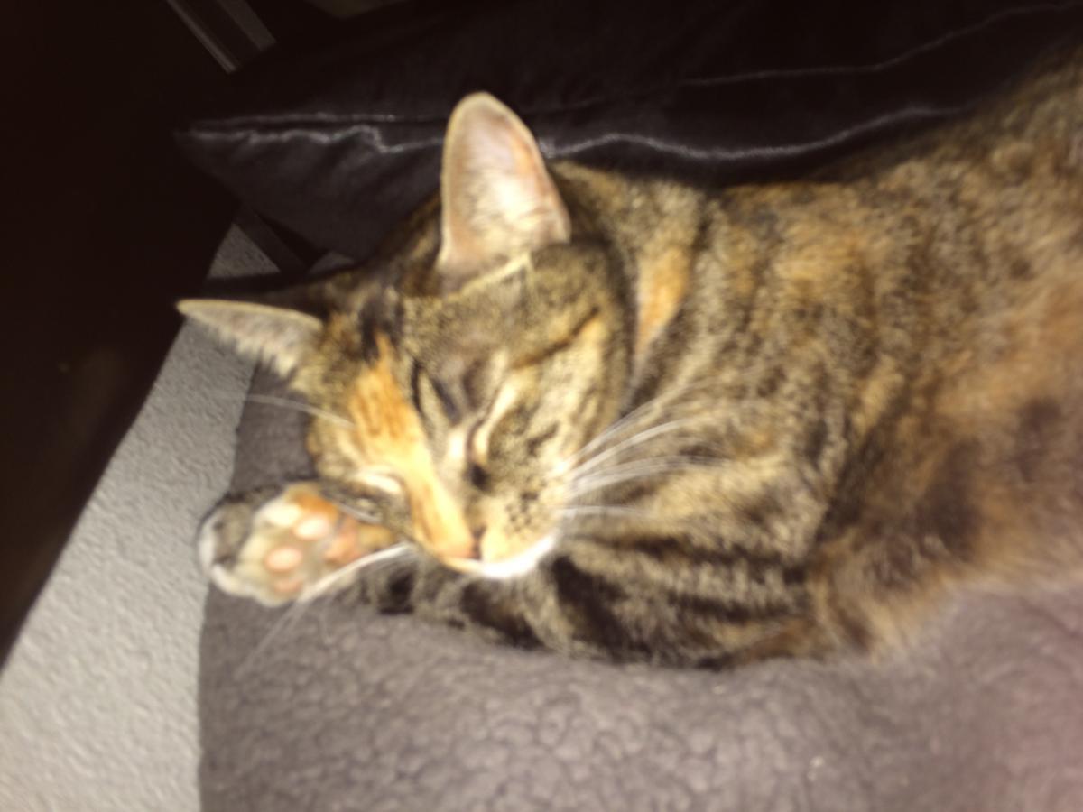 Image of daisey, Lost Cat