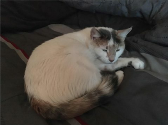Image of Sassy, Lost Cat