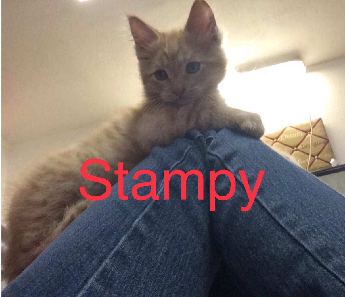 Image of Stampy, Lost Cat