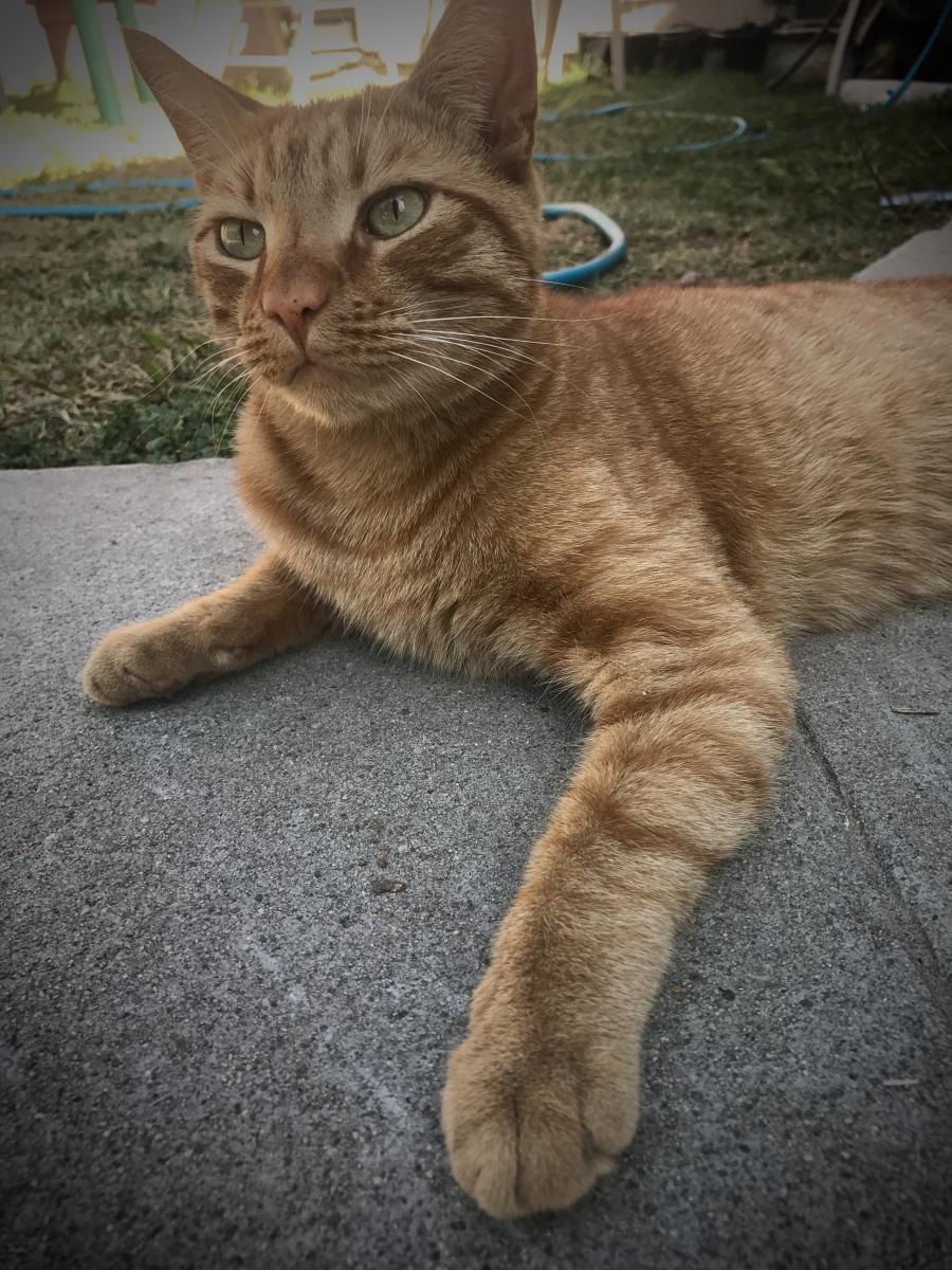 Image of Leroy, Lost Cat