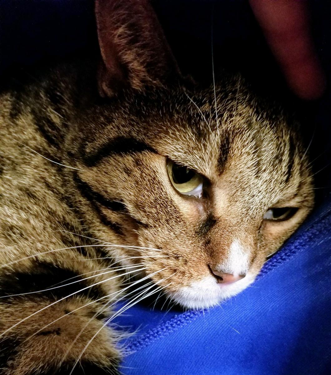 Image of Radar, Lost Cat