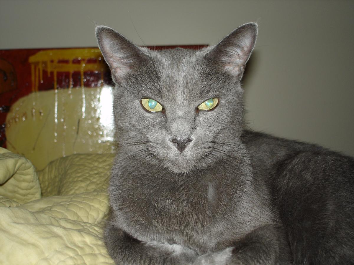 Image of Daria, Lost Cat
