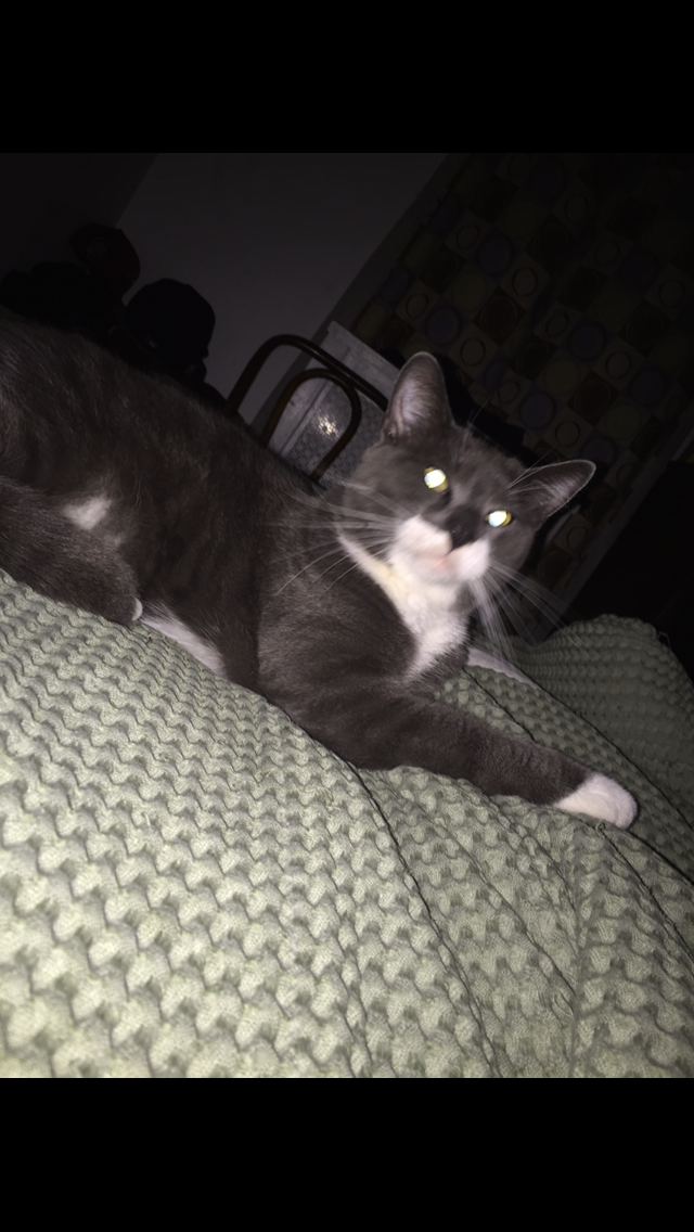 Image of Angelo, Lost Cat