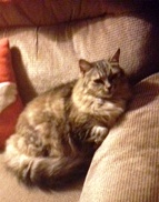 Image of COCO, Lost Cat