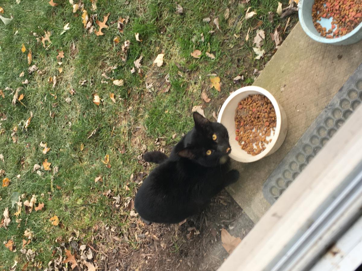 Image of unkn, Found Cat