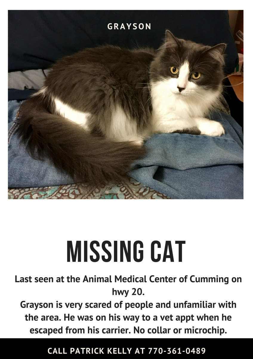 Image of Grayson, Lost Cat