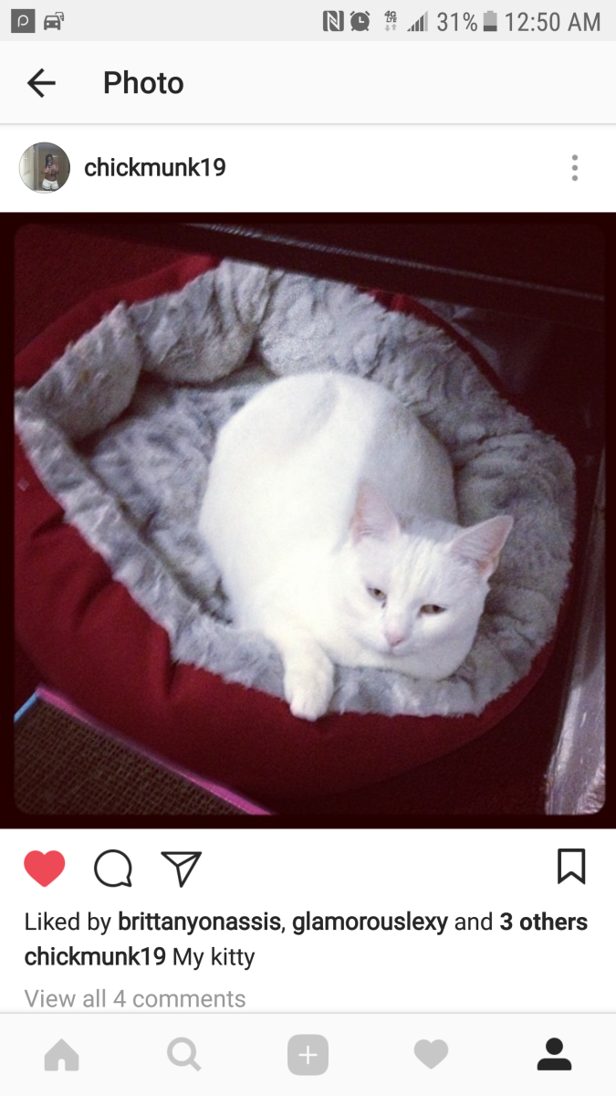 Image of princess, Lost Cat