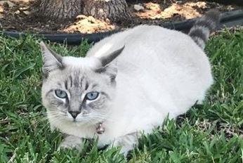 Image of Sasha, Lost Cat