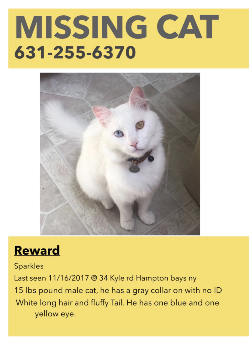 Image of Sparkles, Lost Cat
