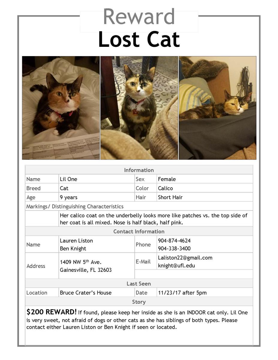 Image of Lil One, Lost Cat