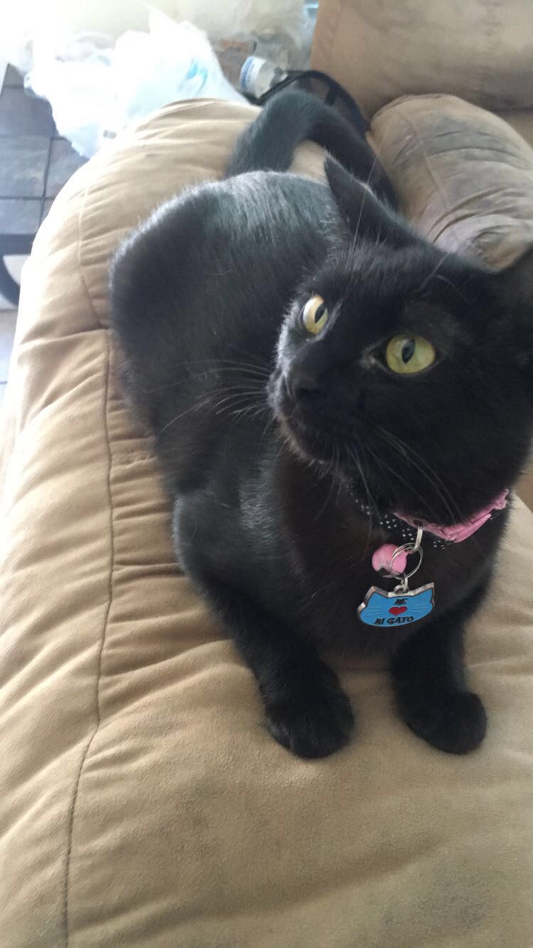 Image of Katelyn, Lost Cat