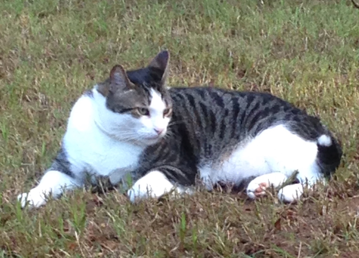 Image of Slyder, Lost Cat