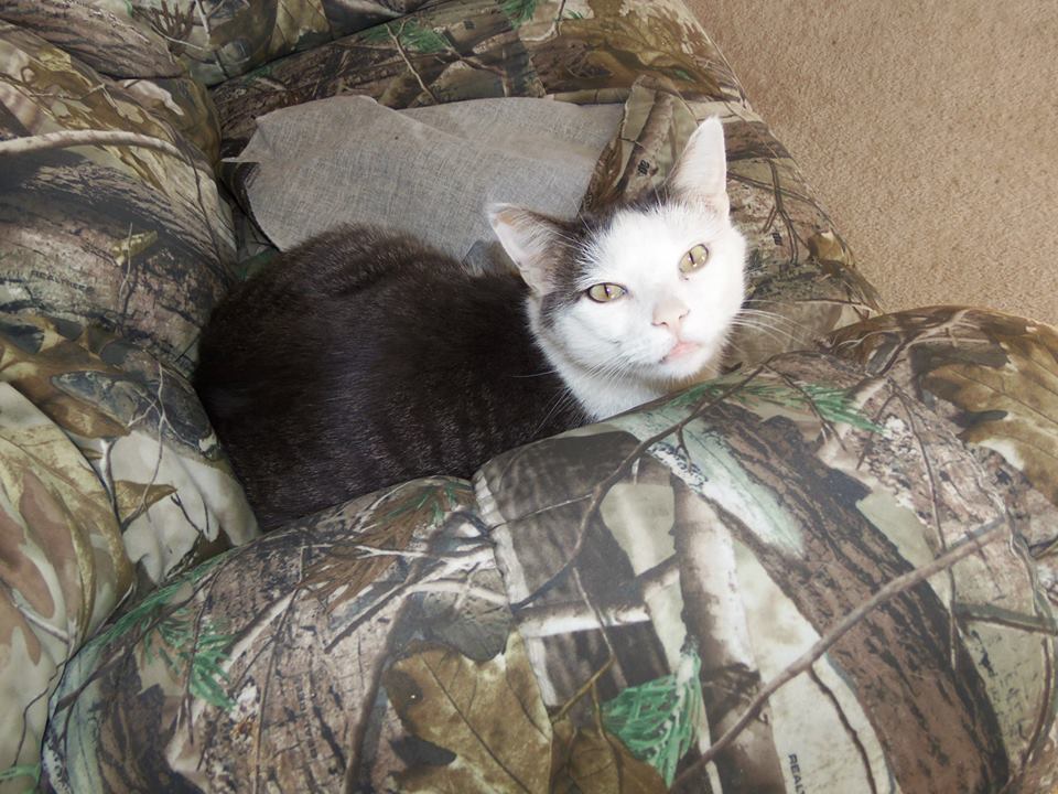 Image of Turtle, Lost Cat