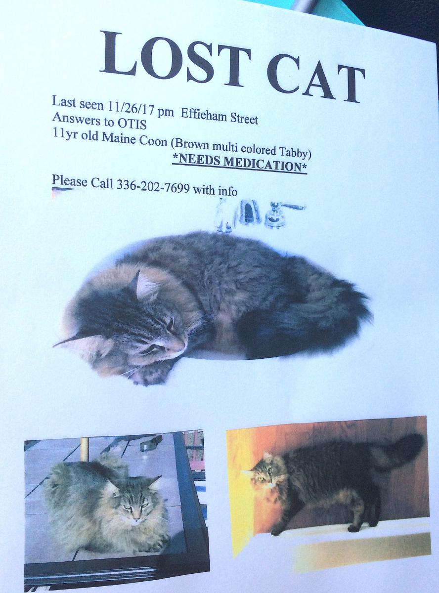 Image of Otis, Lost Cat