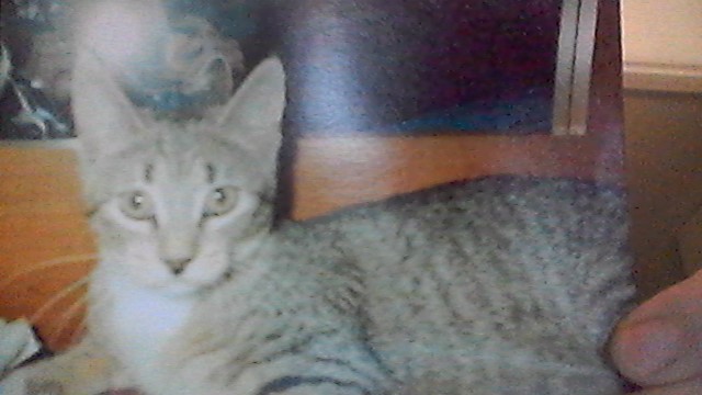 Image of tina, Lost Cat