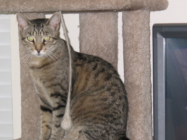 Image of Frack1669 Palomino D, Lost Cat