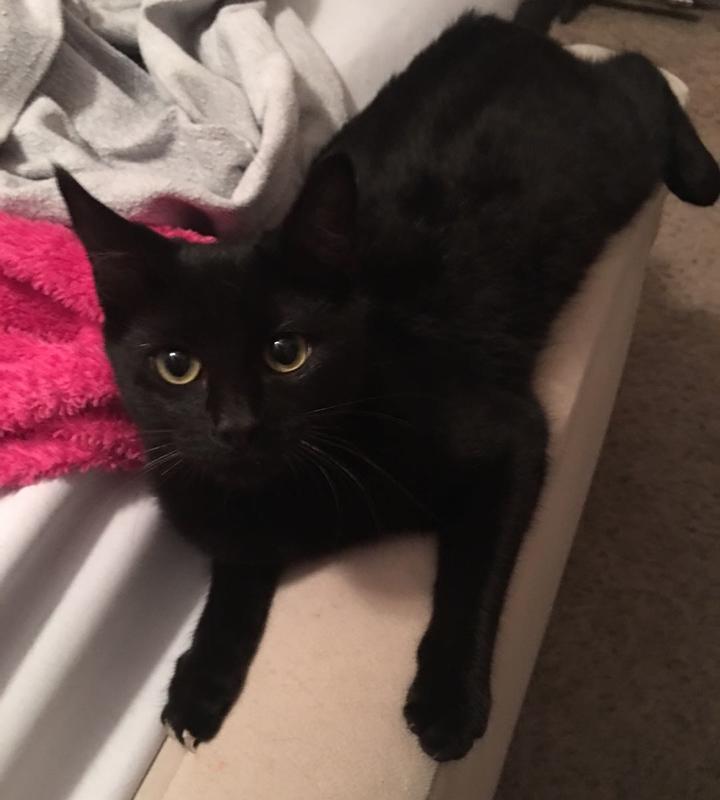 Image of Raven, Lost Cat