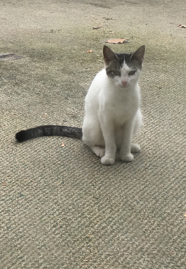 Image of UNKNOWN, Found Cat
