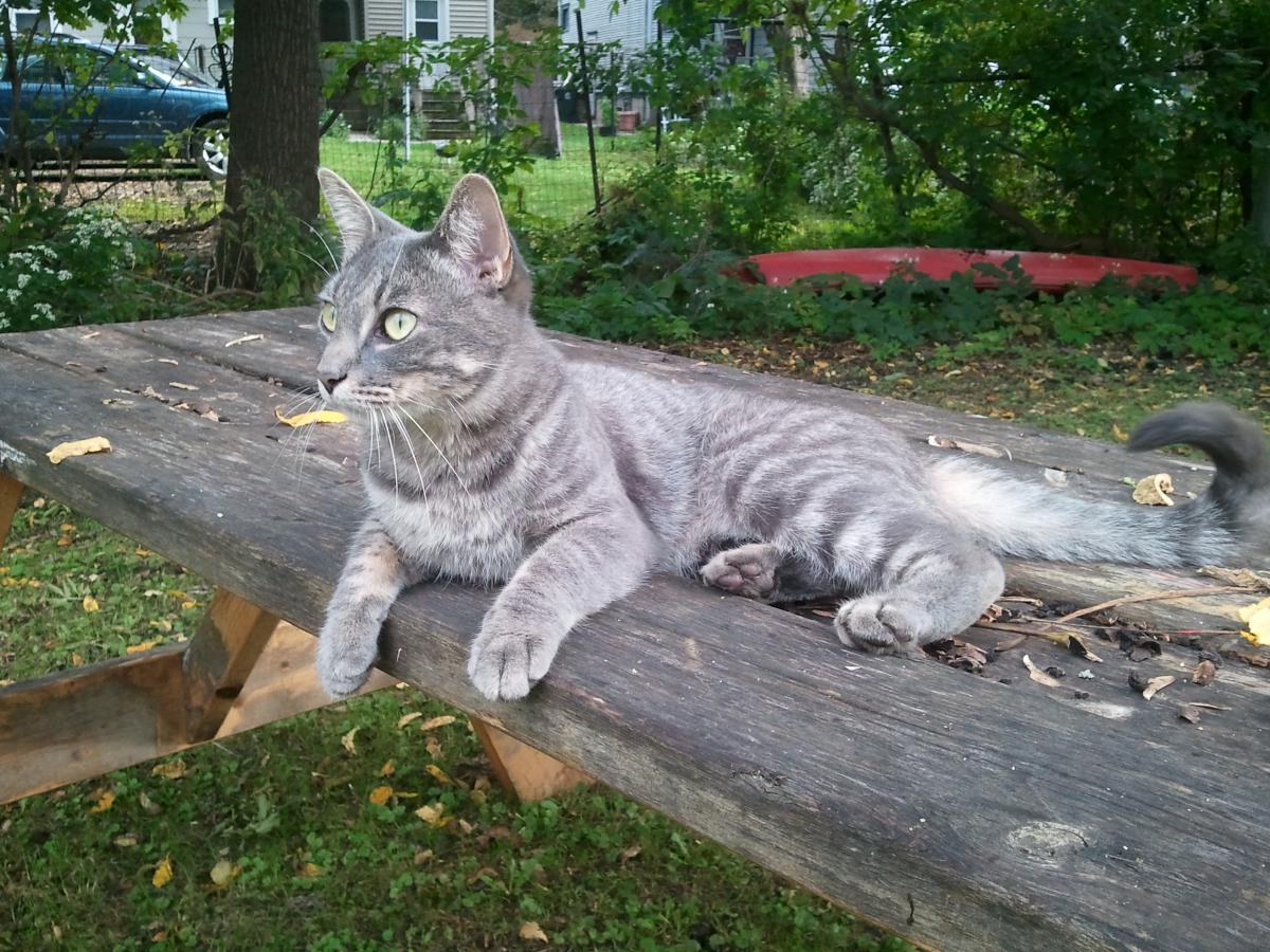 Image of Lady Gray, Lost Cat