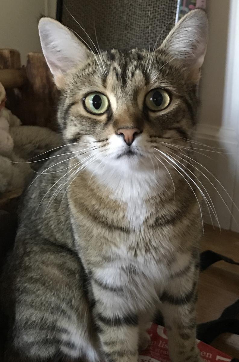 Image of Millie, Lost Cat