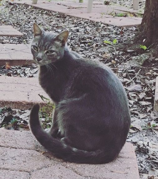Image of Whisper, Lost Cat