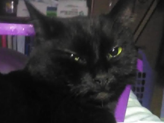 Image of SHADOW, Lost Cat