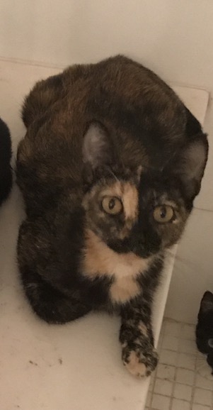 Image of Cali, Lost Cat