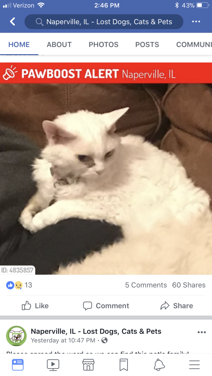 Image of Penelope, Lost Cat
