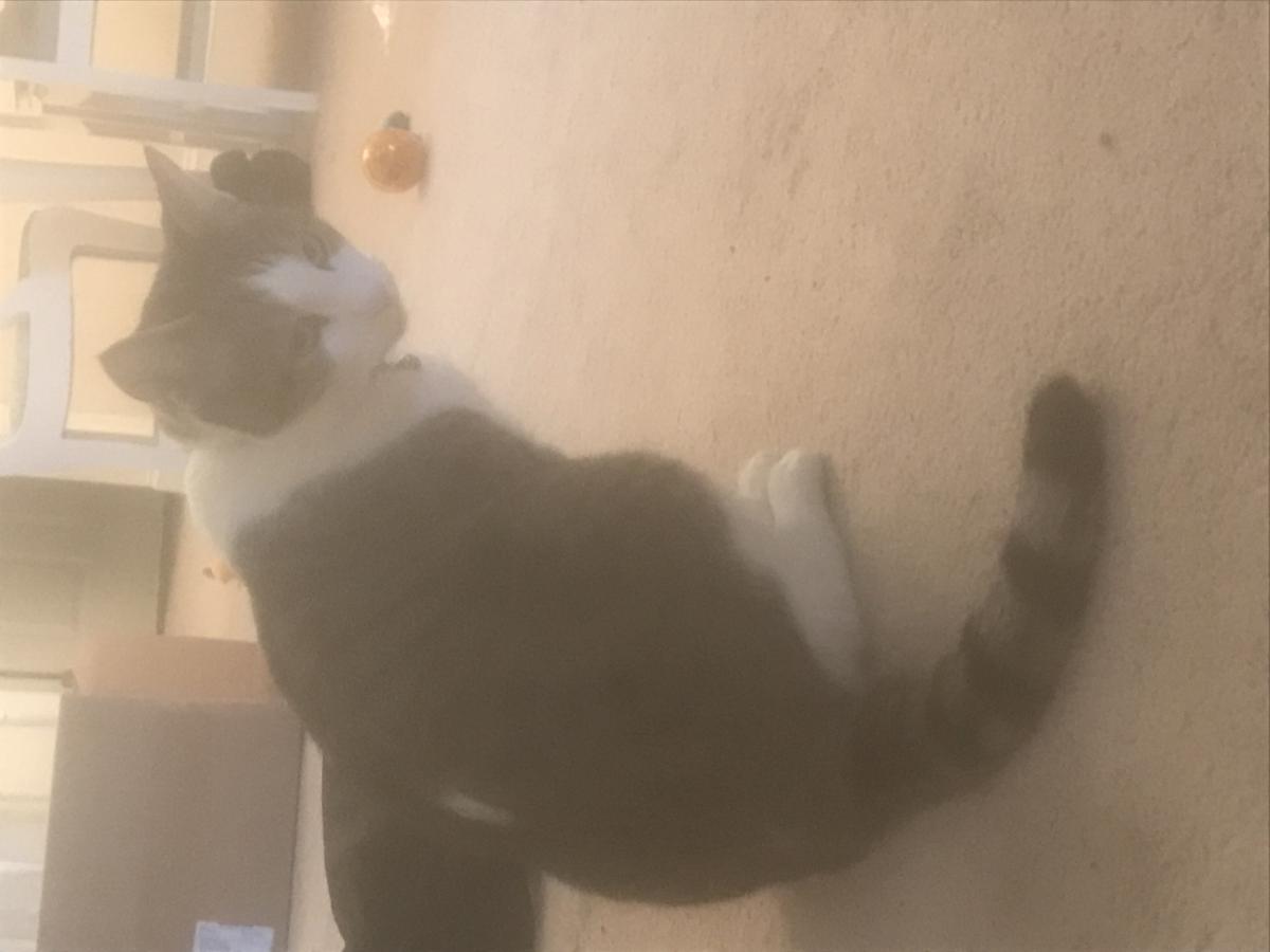 Image of Ginesh, Lost Cat