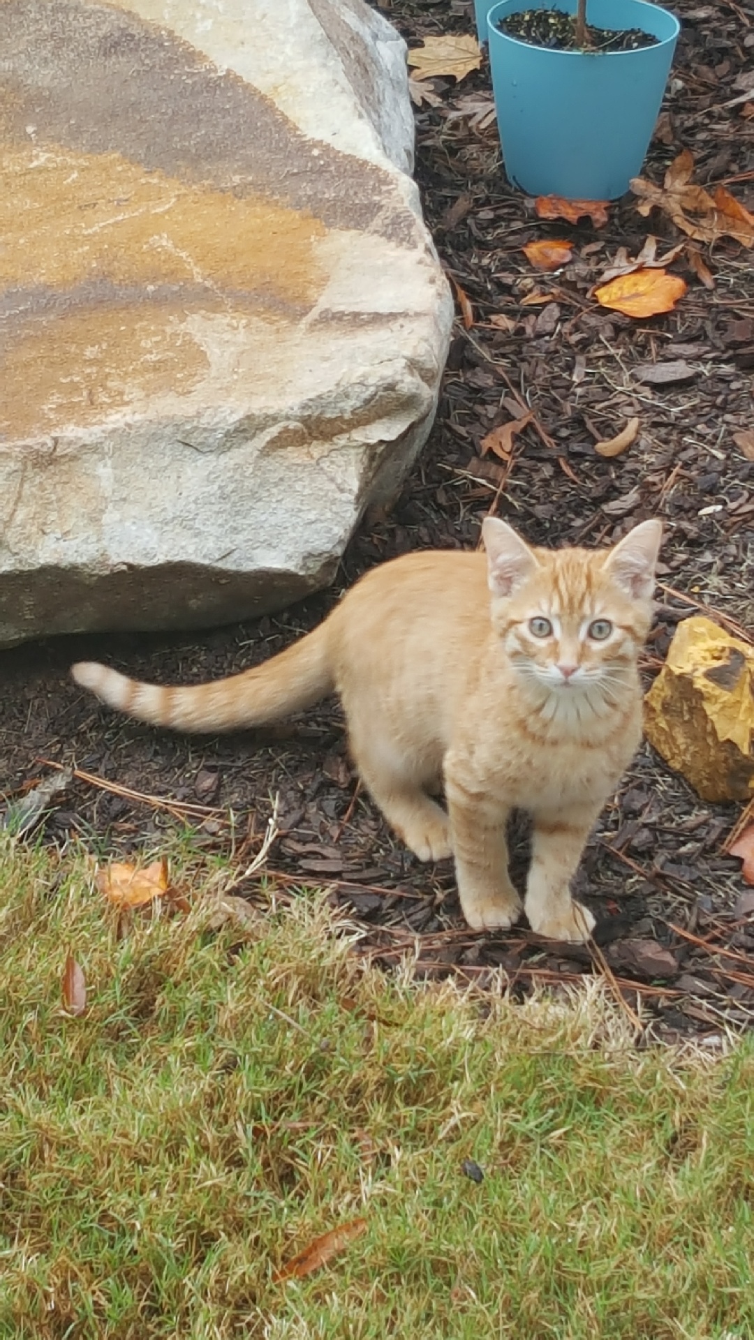 Image of Bojangles, Lost Cat