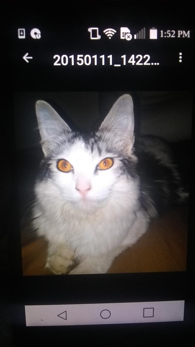 Image of Booger johnson, Lost Cat