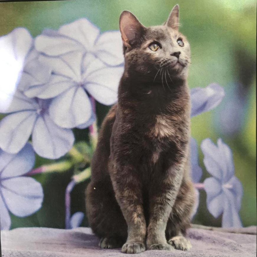 Image of Stormy/Maui, Lost Cat
