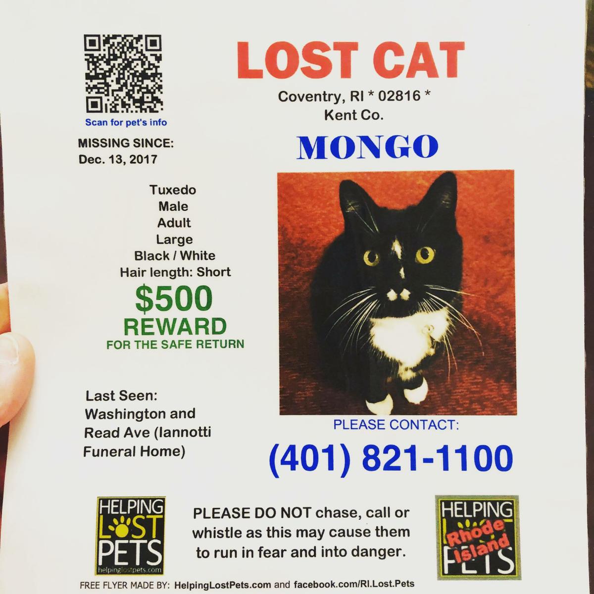 Image of Mongo, Lost Cat