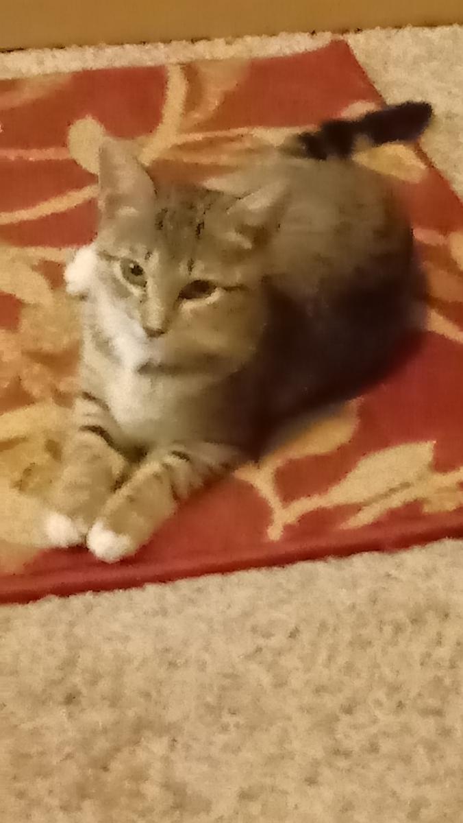 Image of Alfa, Lost Cat