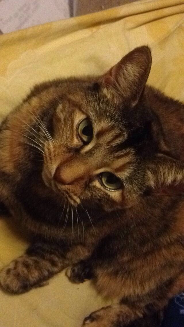 Image of Niki, Lost Cat