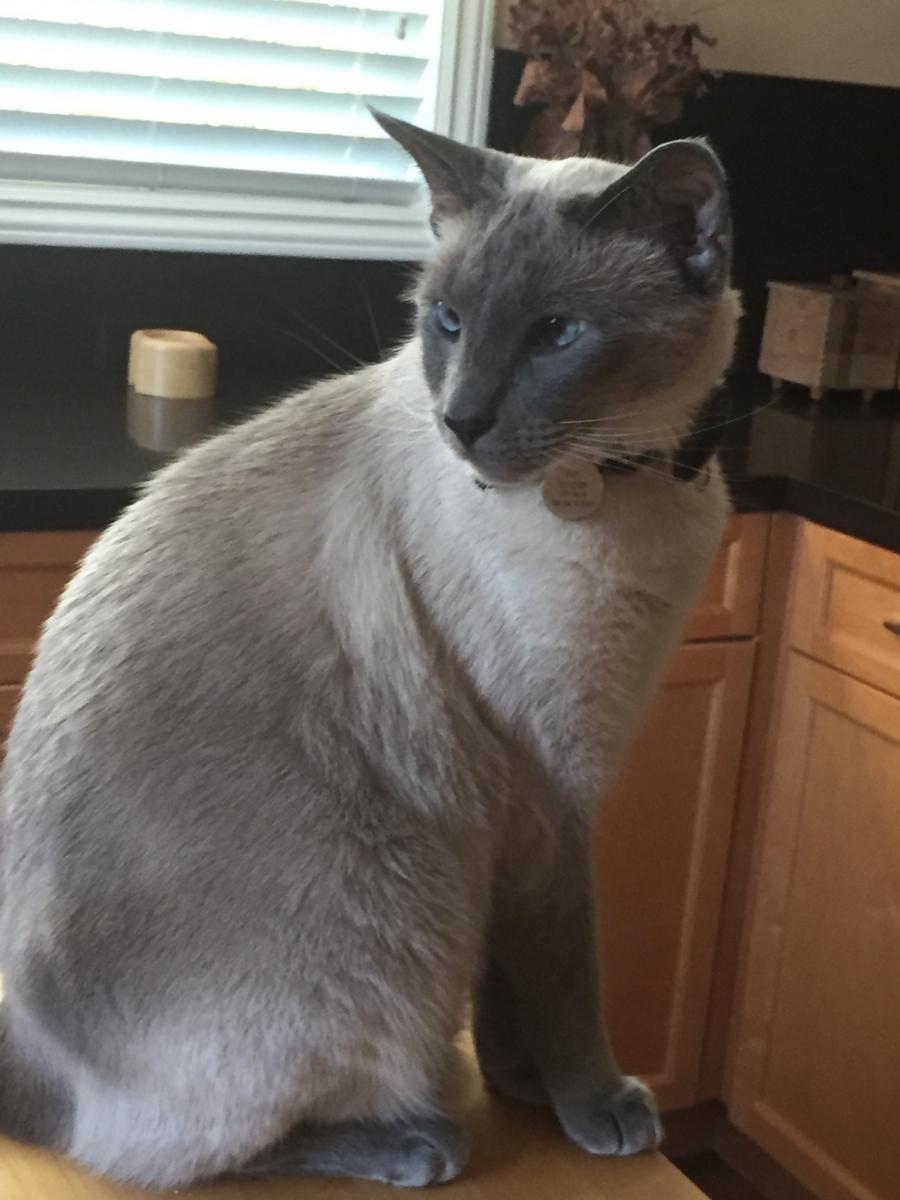 Image of Finnie, Lost Cat