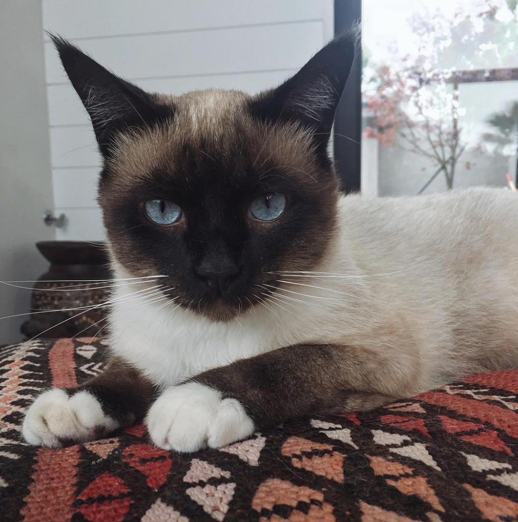 Image of Mo, Lost Cat