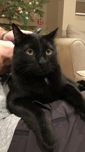 Image of Norman, Lost Cat