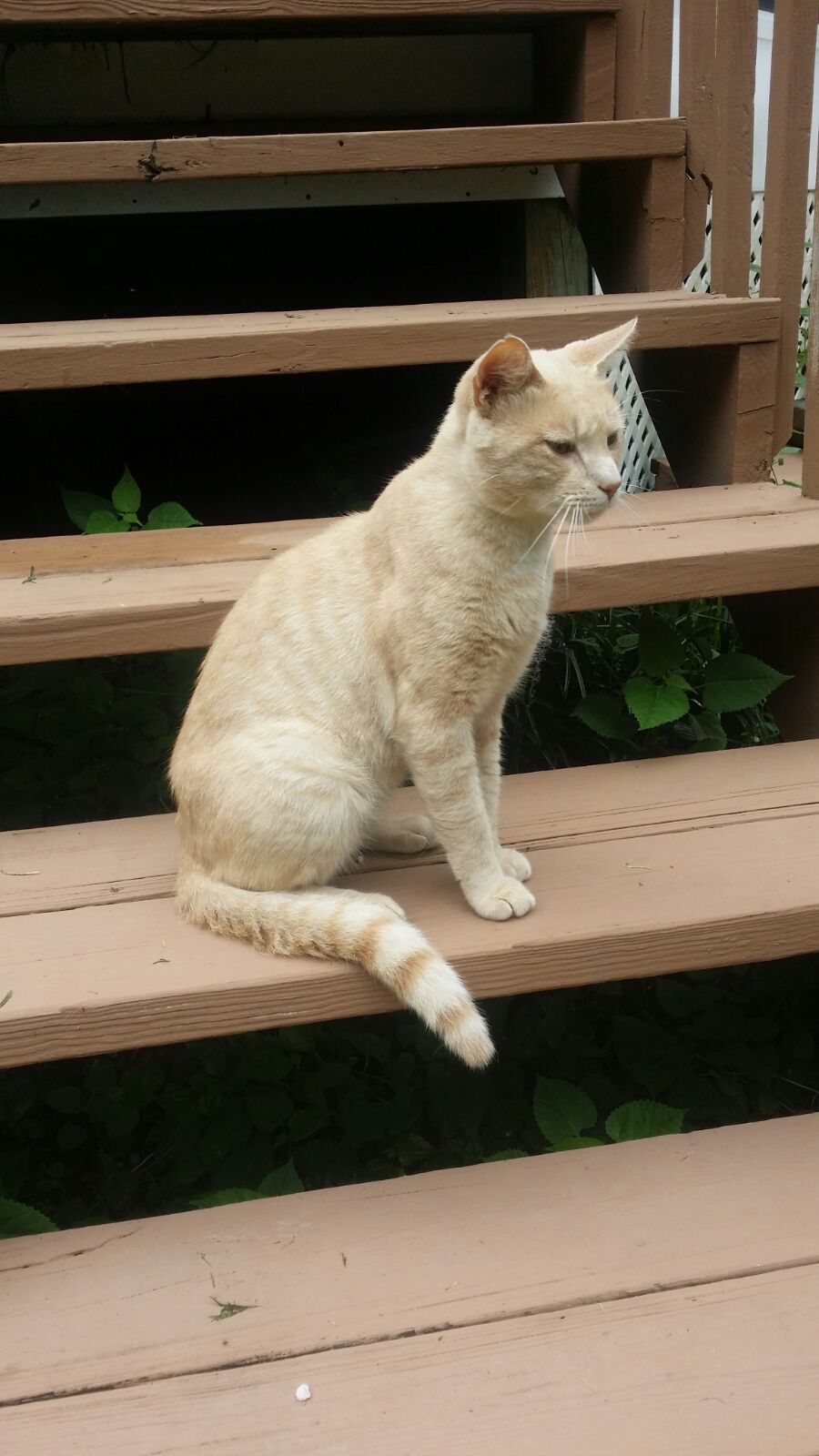Image of Klaire, Lost Cat