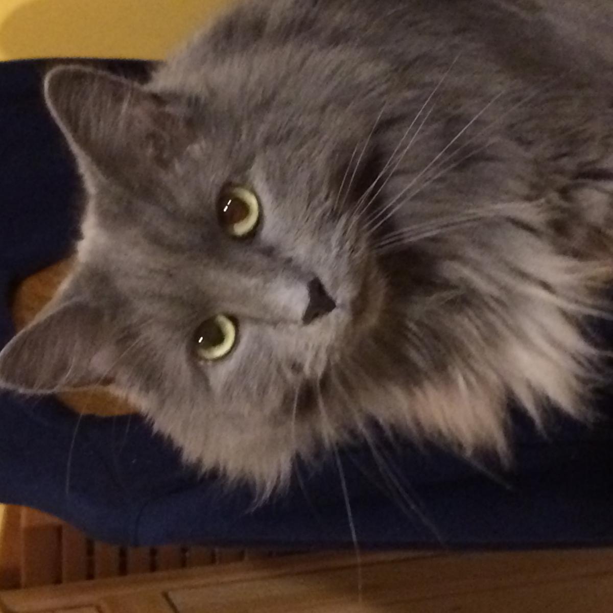 Image of Little Grey, Lost Cat