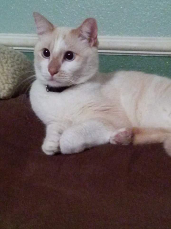 Image of Joey, Lost Cat